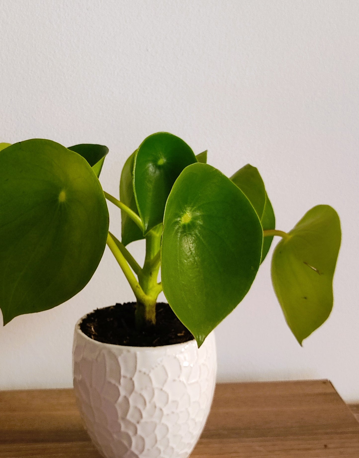 Planta cucharita (Goeppertia)