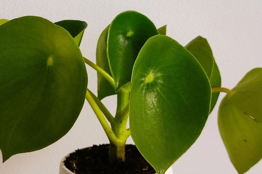Planta cucharita (Goeppertia)